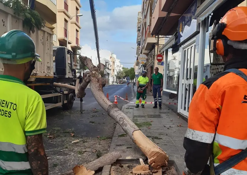 Imagen de los operarios retirando el árbol caído.