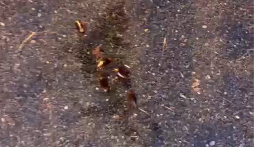 Imagen de cucarachas presentes en el barrio de Titerroy.