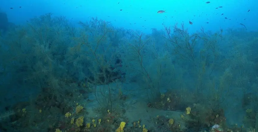 Adjunto foto del bosque de coral créditos E. Turpin