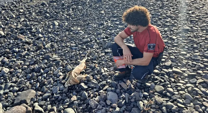 Imagen del pez martillo en descomposición en Playa Quemada.