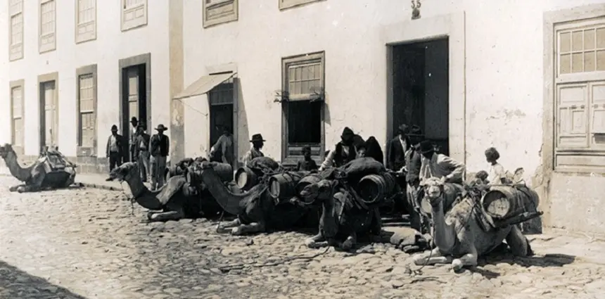 Imagen de Camellos en la Calle León y Castillo en 1928. Autor,Teodoro Maisch.