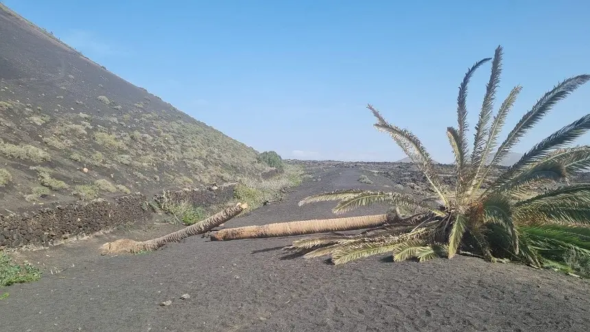 Imagen del estado actual de la palmera de Masdache.