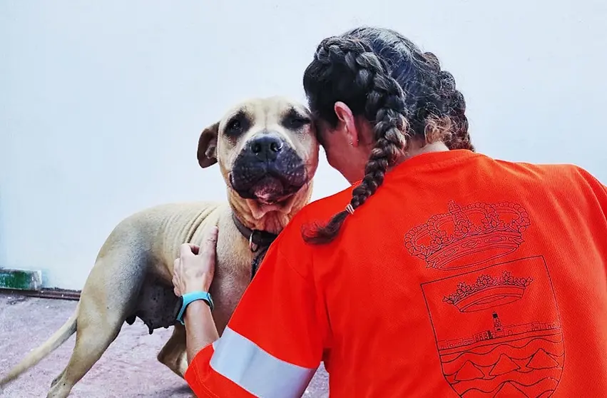 Perro del centro de acogida de animales de Teguise.