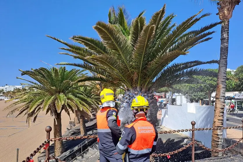 Imagen de los bomberos apagando el fuego situado en la palmera.