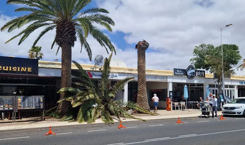 Imagen de la palmera caída en la acera que da acceso a los dos restaurantes