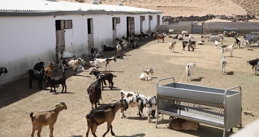 Imagen de ganado en Lanzarote.