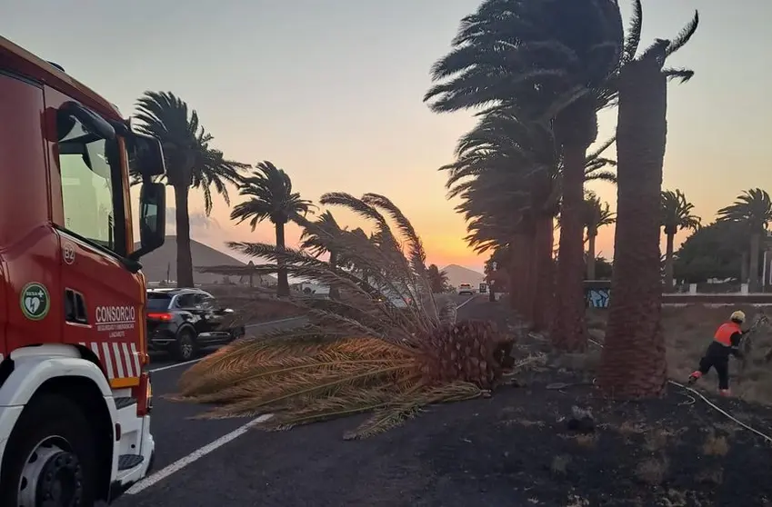 Imagen de la copa de la palmera caída sobre una carretera del sur de la Isla