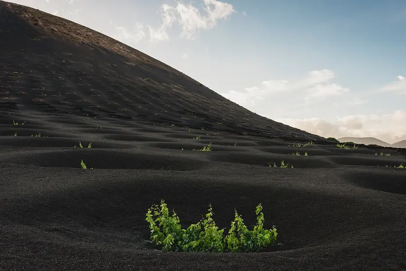 Imagen de parras en Lanzarote.
