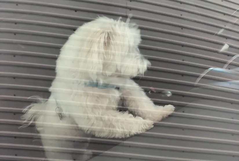 Imagen del perro en el momento en el que quedó atrapado dentro del coche