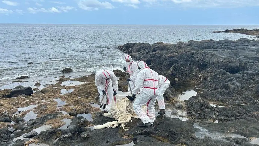 Momento en el que los bomberos retiran los restos de la vaca muerta