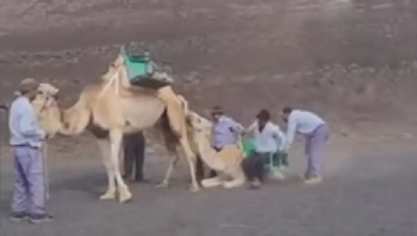 Imagen del polémico vídeo que se hizo viral sobre el trato a la cría de camello en Timanfaya. 