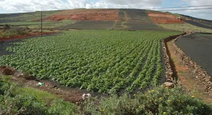 Imagen de una zona de cultivo de Lanzarote.