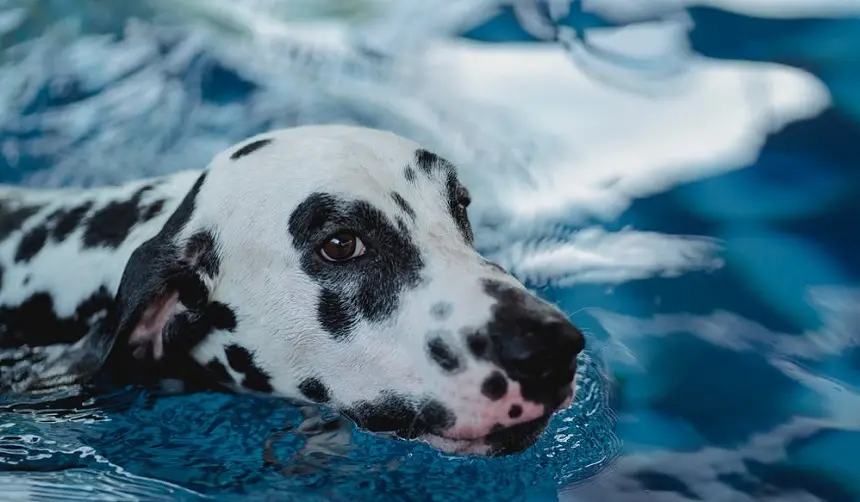 Un perro dálmate refrescándose después de un golpe de calor.