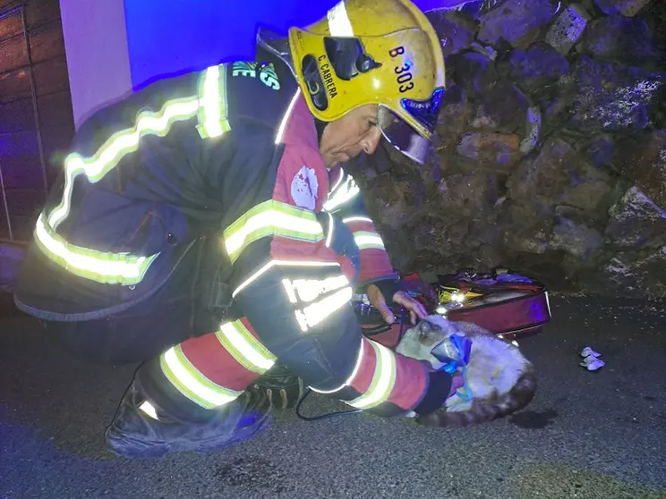 Bombero auxiliando al gato que se encontraba dentro del incendio.