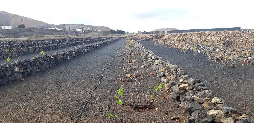 Imagen de una finca agrícola.