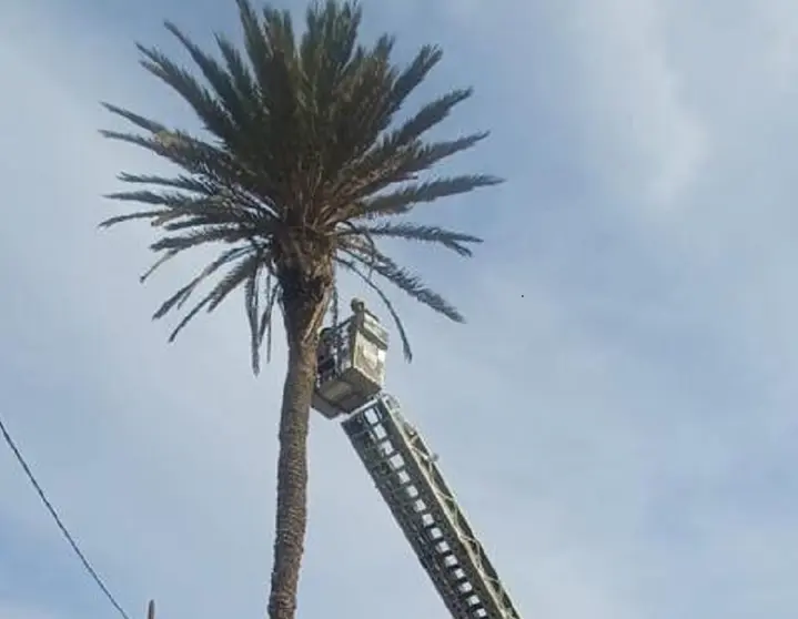 Bombero procediendo a la tala de la palmera.