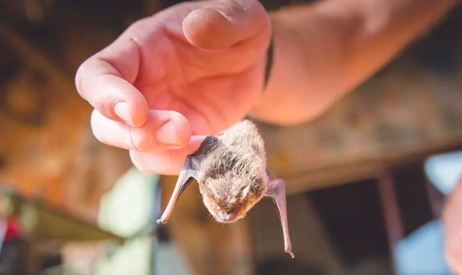 Imagen de un pequeño murciélago. David Fernández