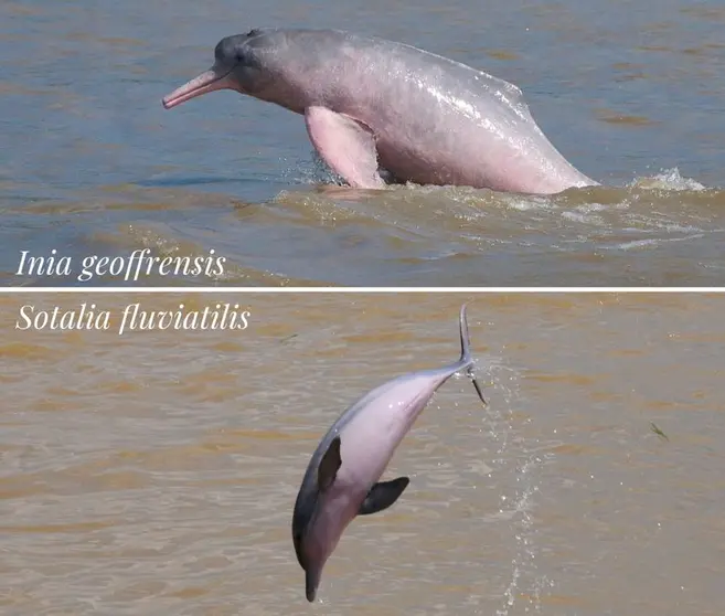 Diferentes tipos de delfines.
