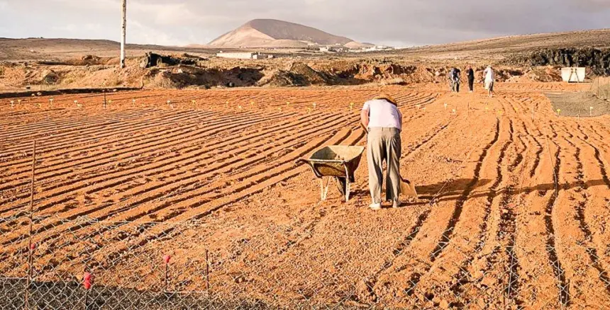 CEBOLLINOS-TEGUISE-2