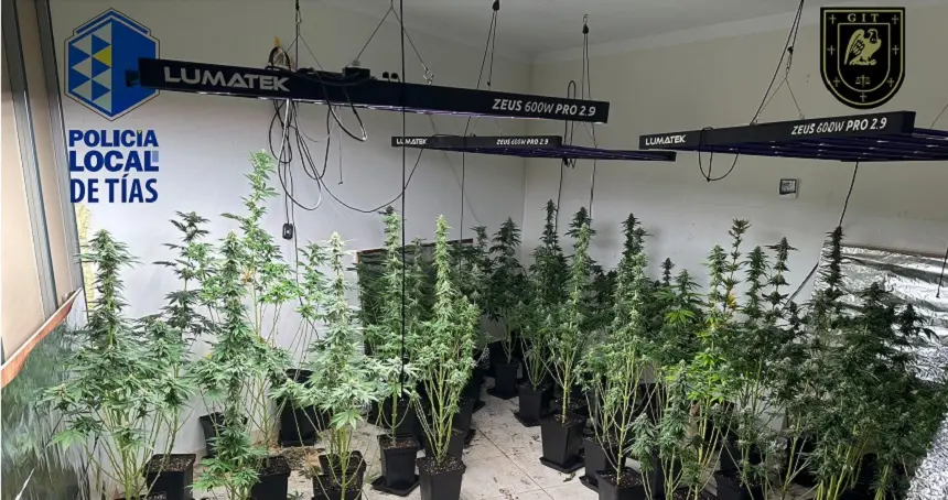 Plantación de marihuana incautada por la Policía de Tías.