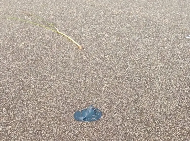 Imagen de una de las medusas que ha aparecido en Arrieta