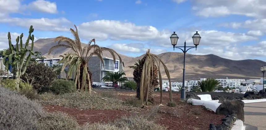 Imagen de cómo se encuentran algunas palmeras en la zona de Playa Blanca.