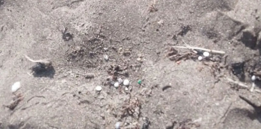 Imagen de los pellets localizados en la playa de La Garita.