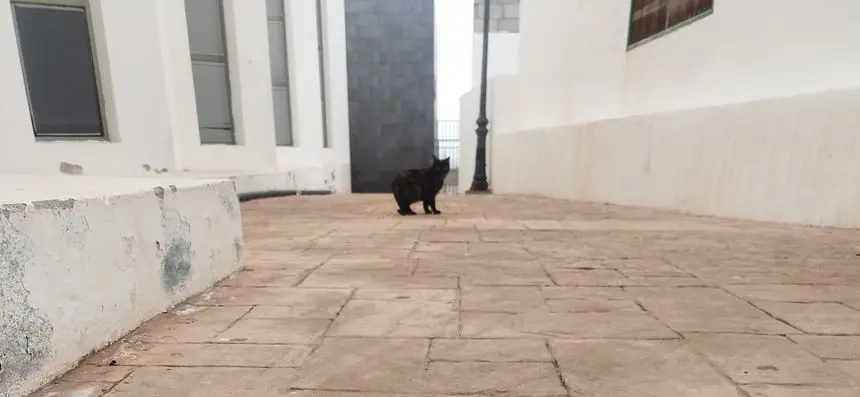 Un gato callejero en una zona del municipio