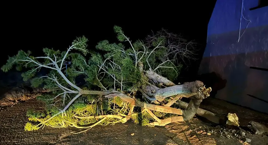 Imagen del árbol caído en Playa Quemada