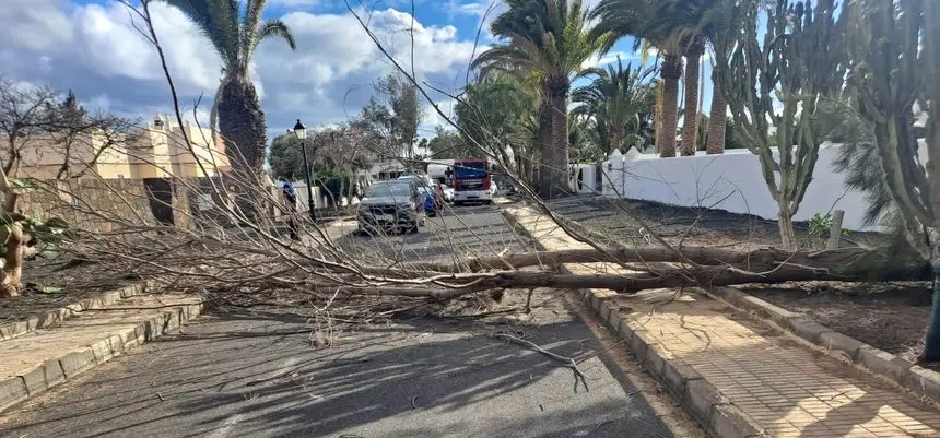 Imagen del árbol ocupando toda la carretera tras su caída