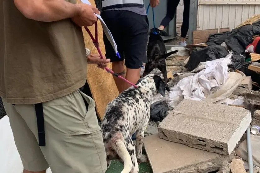 Intervención de la Policía Local de Arrecife para liberar maltrato a los perros 