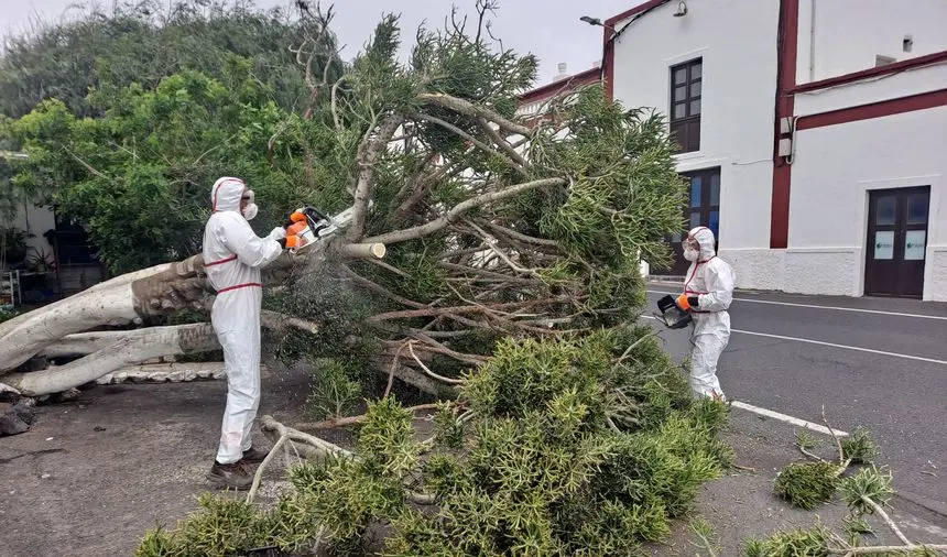 Los bomberos tuvieron que protegerse porque el árbol contenía una sustancia venenosa