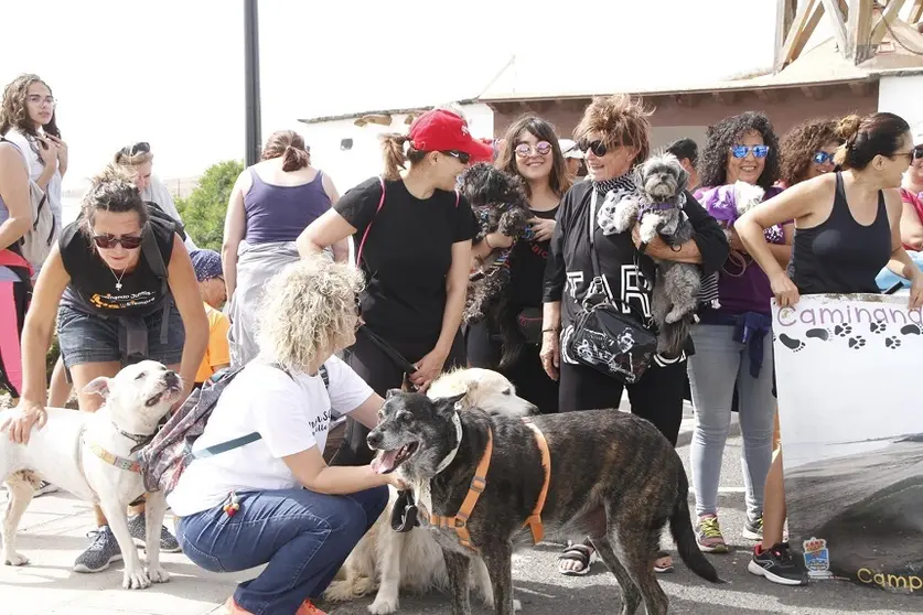 Caminata de animales en Teguise.