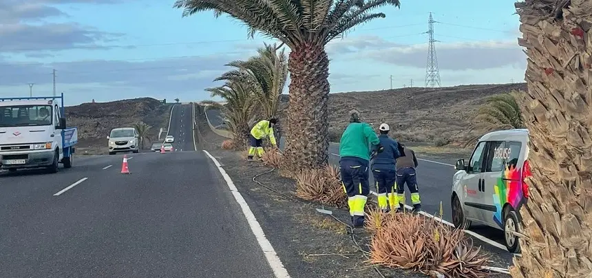 Operarios trabajando con el palmeral.