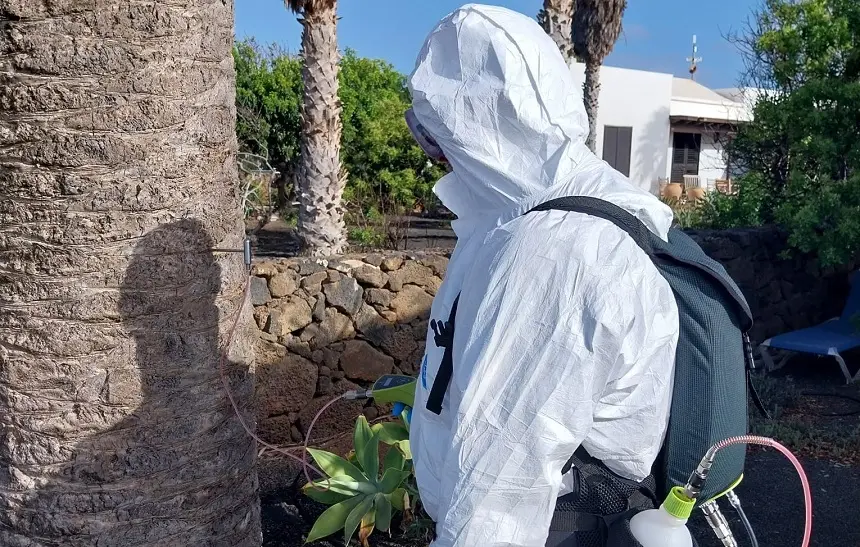 Operario aplicando tratamientos fitosanitarios mediante endoterapia a una palmera.