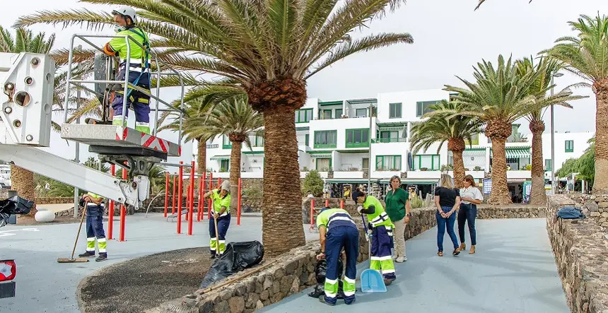 Operarios realizando el trabajo de recuperación de palmeras de Teguise.