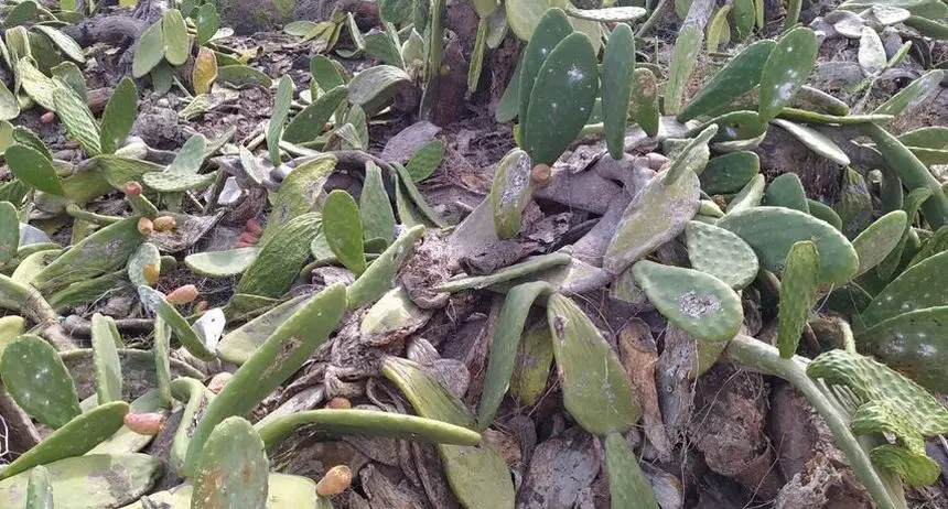 Imagen de la zona de tuneras de Guatiza prácticamente arrasadas por la plaga y el abandono.