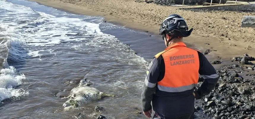 Bombero del Consorcio de Seguridad y Emergencias junto a la vaca varada en la Garita.