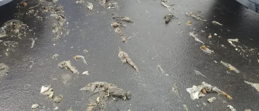 Imagen de la basura que aparece en la capital junto a las lluvias.
