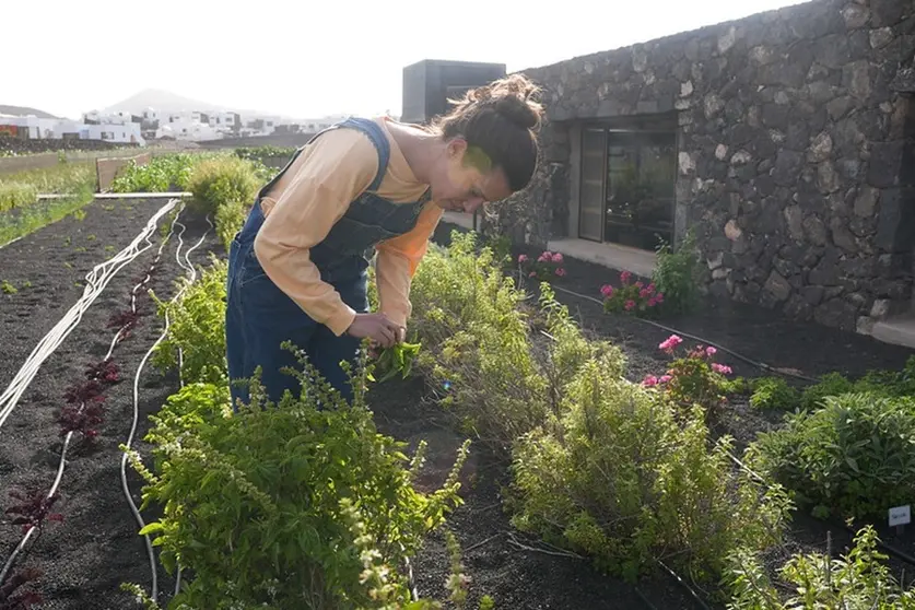 Imagen de cultivos tradicionales de Lanzarote.