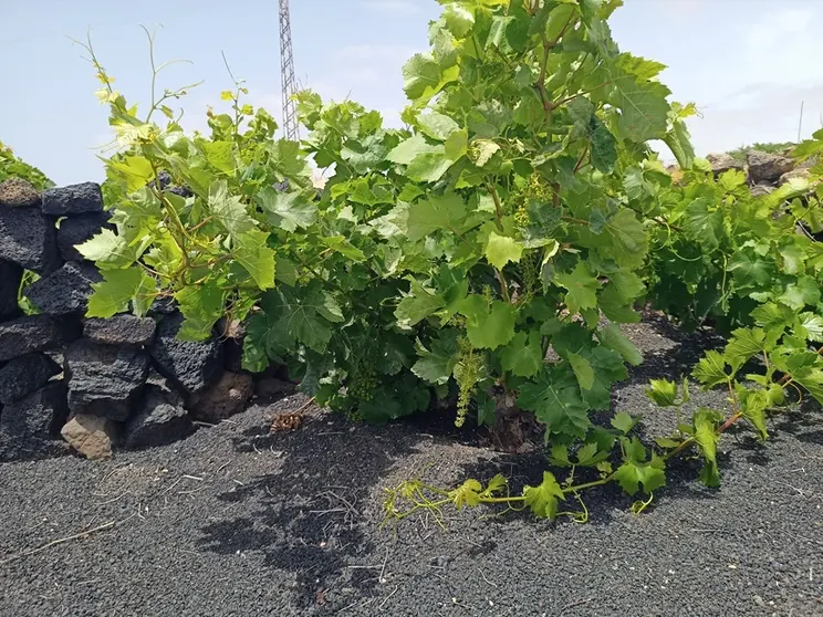 Imagen cultivo de parra
