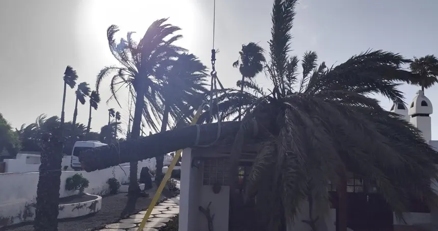 Momento de la retirada de la palmera por parte de una grúa.
