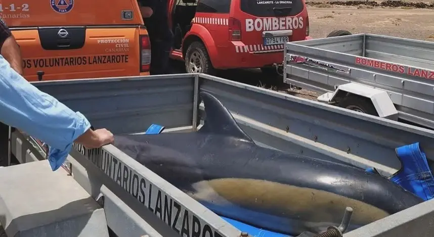 Imagen del delfín rescatado en la playa de La Garita.