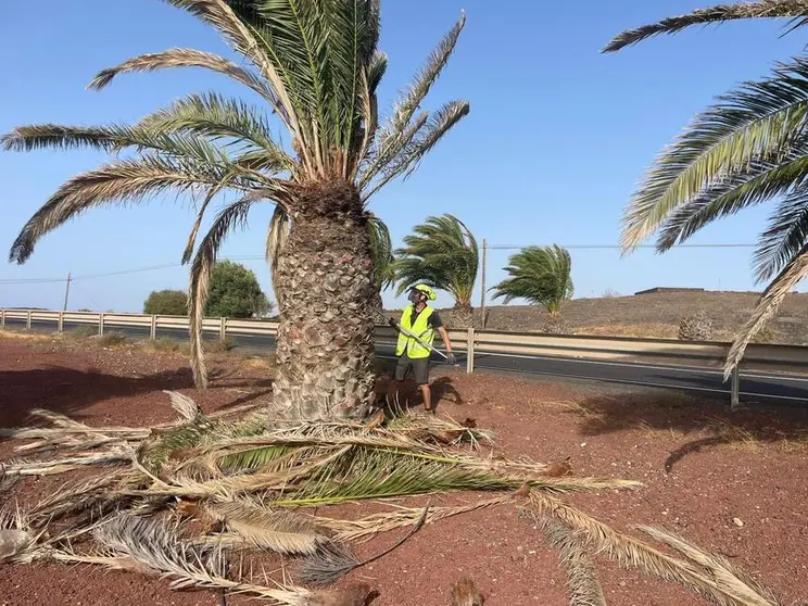 Imagen de un operario del Ayuntamiento de Tías realizando las labores en una palmera.