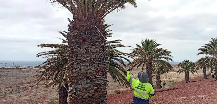 Un operario del Servicio de Márgenes adecentando una palmera.