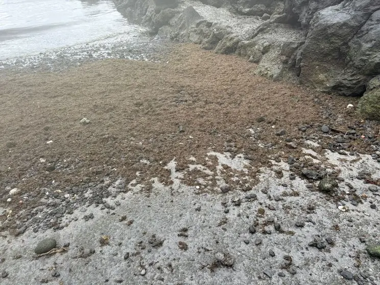 Proliferaciones de microalgas en Punta Mujeres.