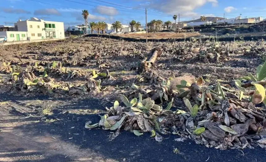 Imagen del lamentable estado en el que se encuentran algunas zonas de cochinilla de la Isla.