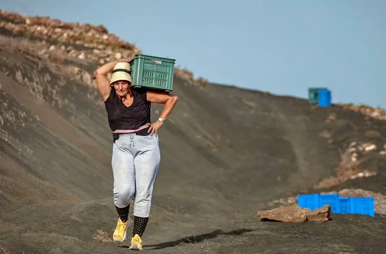 Laura Fábregas recogiendo la uva para la Bodega Cohombrillo.