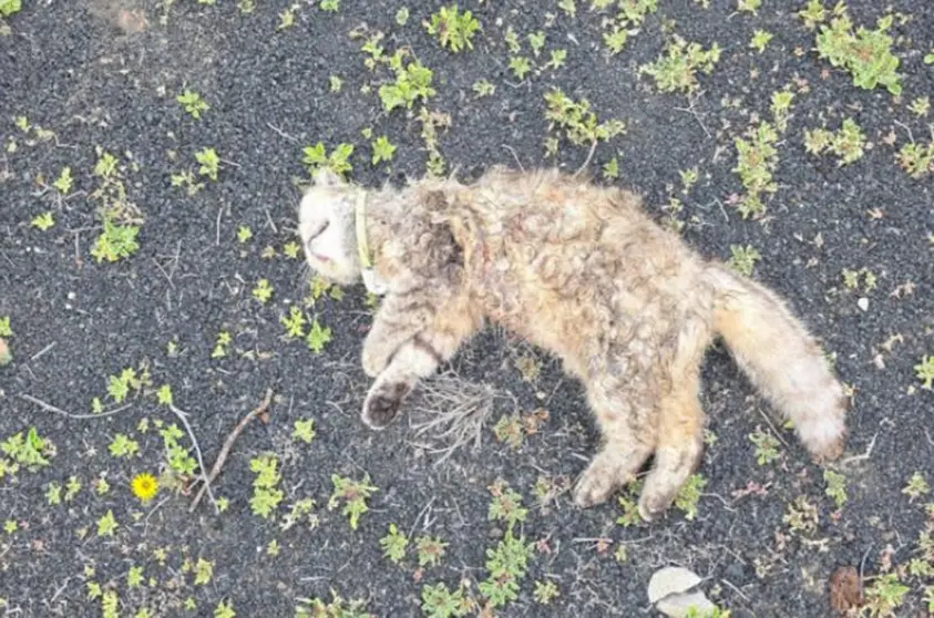 Imagen de uno de los gatos que los vecinos denuncian que han matado los perros.