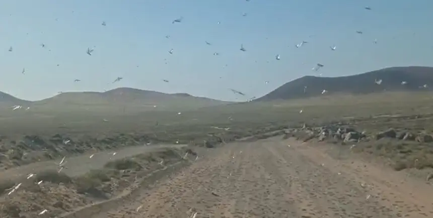 Imagen de los peligrosos insectos entre Famara y San Juan.